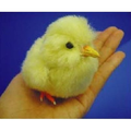 Dream Chick thumbnail 4