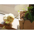 Dream Chick thumbnail 5