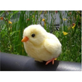 Dream Chick thumbnail 7