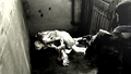 Resident Evil: Umbrella Chronicles thumbnail 2