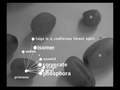wordimagesoundplay thumbnail 14