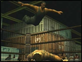 Def Jam Vendetta (EA:SY! 1980) thumbnail 11