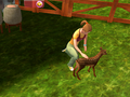 Paws & Claws Pet Vet Healing Hands thumbnail 2