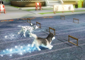 Petz Sports thumbnail 2
