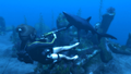 Tomb Raider Underworld thumbnail 10
