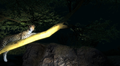 Hakuna Matata (English / Korean Version) thumbnail 4