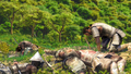 Samurai Dou 3 Plus (PlayStation3 the Best) thumbnail 2