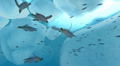 Endless Ocean: Blue World thumbnail 4