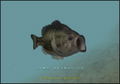 Bass Fishing Wii: World Tournament thumbnail 2