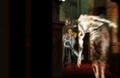 Ghost Vibration thumbnail 6