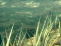 Metal Gear Solid 3 Snake Eater [Premium Package] thumbnail 8