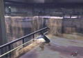 Zettai Zetsumei Toshi 2: Itetsuita Kioku Tachi thumbnail 6