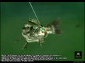 Rapala Pro Fishing (Xbox World Collection) thumbnail 5