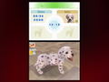 Nintendogs: Dalmatian & Friends thumbnail 2