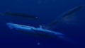 Naval Assault: Killing Tide thumbnail 8