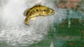 Rapala Pro Bass Fishing (Bundle) thumbnail 6