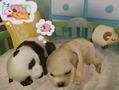 Petz Nursery 2 thumbnail 6