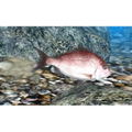 Fish Eyes 3D thumbnail 2