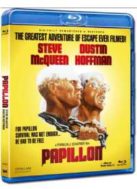 Papillon image 1
