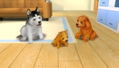Petz: Dogz Family thumbnail 4