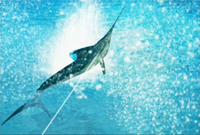 Reel Fishing: Angler's Dream for Nintendo Wii - Bitcoin & Lightning accepted