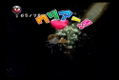 Chulip thumbnail 7