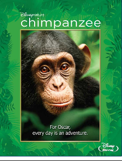 Chimpanzee image 1