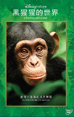 Chimpanzee image 1