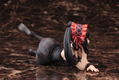 Date A Live II 1/7 Scale Pre-Painted Figure: Kurumi Tokisaki (Re-run) thumbnail 3