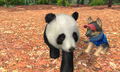 Petz Countryside thumbnail 4