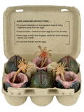 Alien Xenomorph Egg Collectible Carton Set thumbnail 1