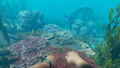 Stranded Deep <span class="ext" style="background-color: #2a475e; color: #FFFFFF;">STEAM</span> <span class="ext ext_digital">digital</span> thumbnail 4