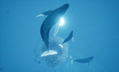 ABZU thumbnail 8