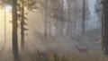 Red Dead Redemption 2 thumbnail 13
