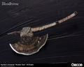 Bloodborne 1/6 Scale Weapon: Hunter's Arsenal Hunter Axe thumbnail 1