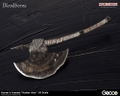Bloodborne 1/6 Scale Weapon: Hunter's Arsenal Hunter Axe thumbnail 7