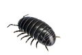 Soft Vinyl Toy Box 012A Armadillidium Vulgare thumbnail 1