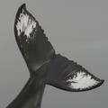 Soft Vinyl Toy Box 013 Humpback Whale thumbnail 11