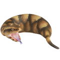 Soft Vinyl Toy Box 015A Tsuchinoko thumbnail 1