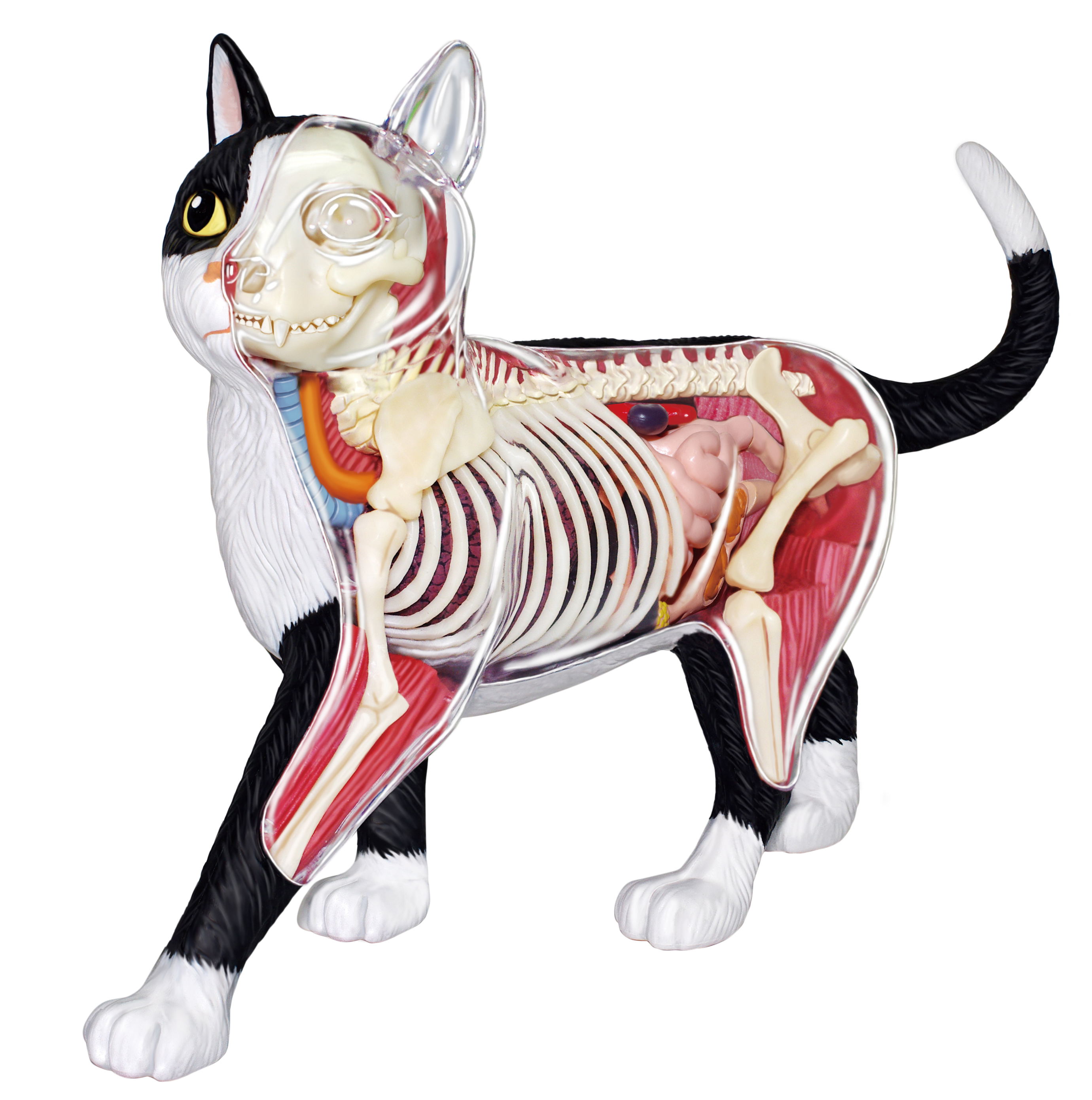 4D VISION Animal Dissection No. 29: Cat Anatomy Model Black / White (Re ...