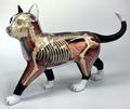 4D VISION Animal Dissection No. 29: Cat Anatomy Model Black / White (Re-run) thumbnail 2