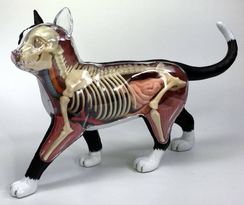 4D VISION Animal Dissection No. 29: Cat Anatomy Model Black / White (Re-run) image 2