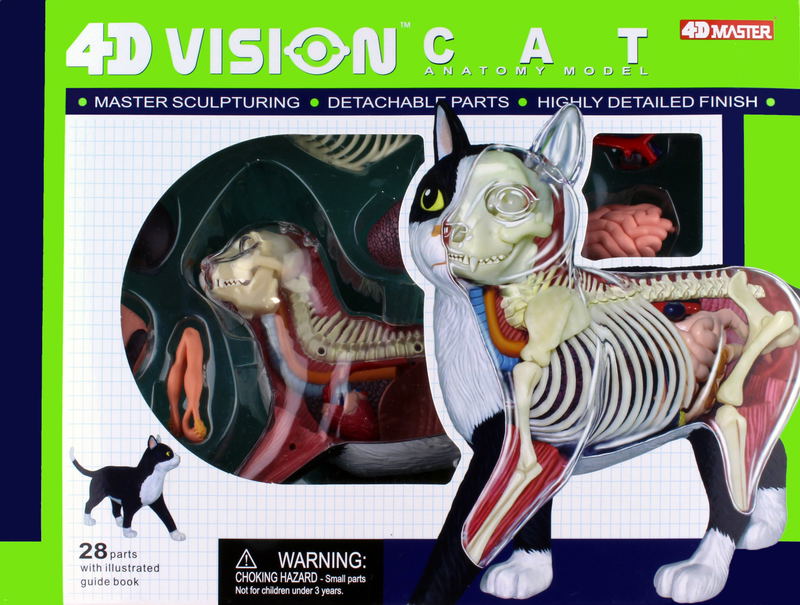 4D VISION Animal Dissection No. 29: Cat Anatomy Model Black / White (Re-run) image 5