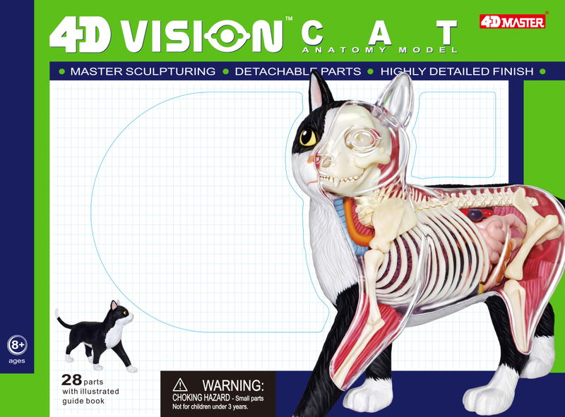 4D VISION Animal Dissection No. 29: Cat Anatomy Model Black / White (Re-run) image 6