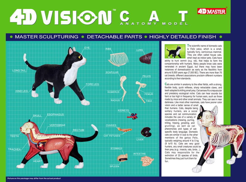 4D VISION Animal Dissection No. 29: Cat Anatomy Model Black / White (Re-run) image 7