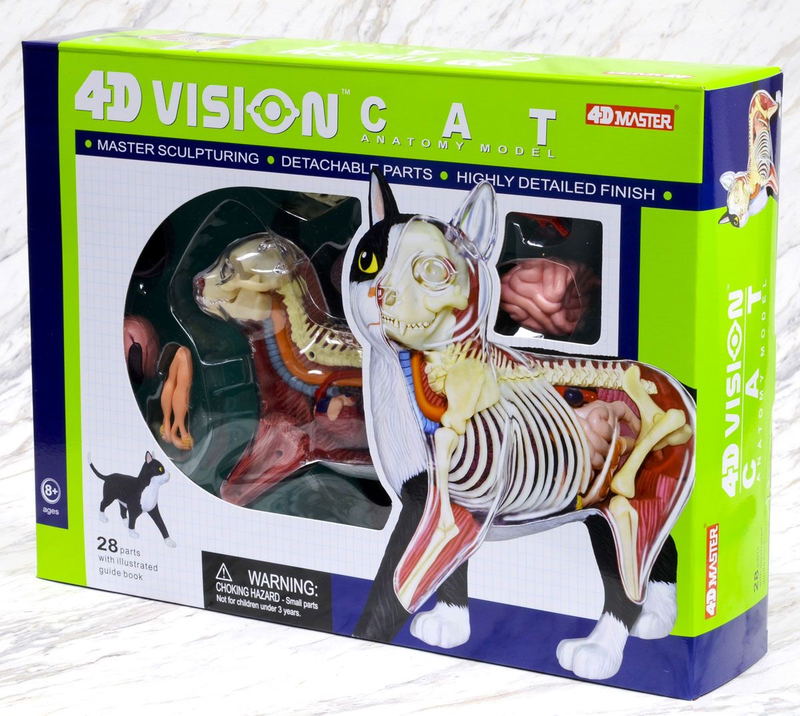 4D VISION Animal Dissection No. 29: Cat Anatomy Model Black / White (Re-run) image 8