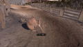 Deer Hunter Reloaded thumbnail 6