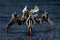 Phantasy Star Online 2 1/72 Scale Model Kit: A.I.S Exoda thumbnail 10