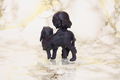 The Ancient Magus' Bride MAG Premium Vignette Collection Mascot Collection (Set of 8 pieces) (Re-run) thumbnail 50