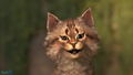 FaceRig <span class="ext" style="background-color: #2a475e; color: #FFFFFF;">STEAM</span> <span class="ext ext_digital">digital</span> thumbnail 3